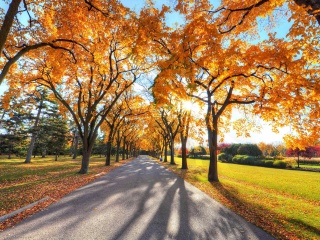 Autumn Alley in September screenshot #1 320x240