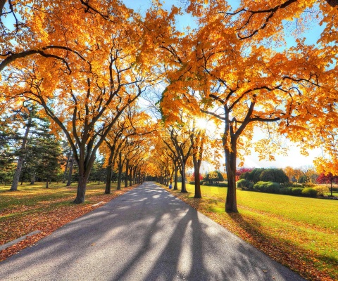 Das Autumn Alley in September Wallpaper 480x400