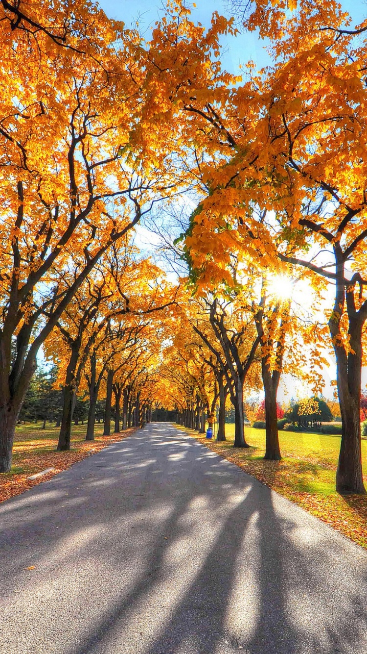 Autumn Alley in September wallpaper 750x1334