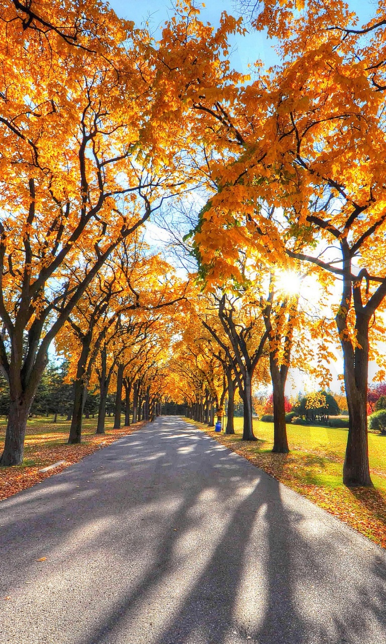 Autumn Alley in September wallpaper 768x1280