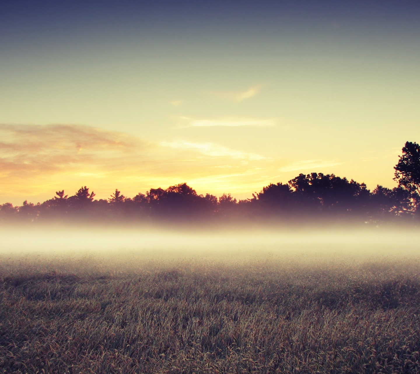 Sfondi Morning Fog 1440x1280