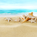 Обои Seashells on Sand Beach 128x128