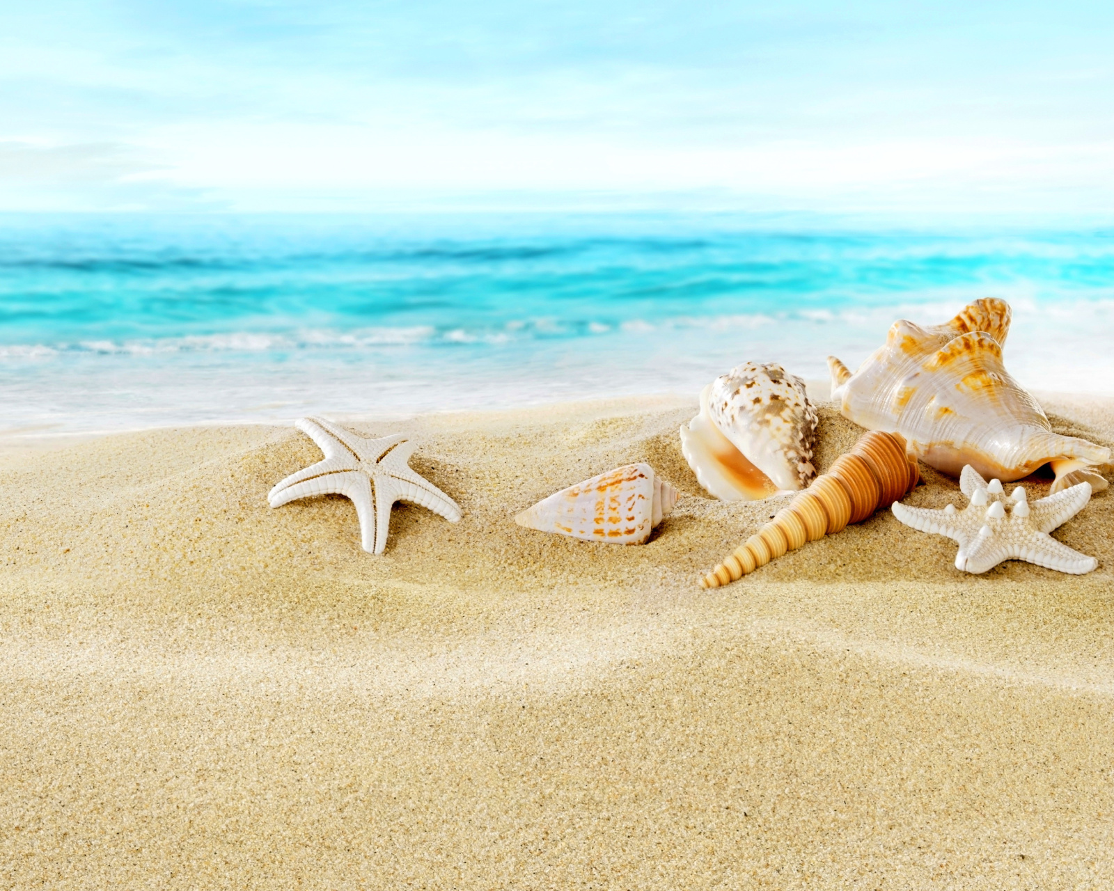 Обои Seashells on Sand Beach 1600x1280