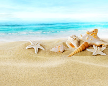 Обои Seashells on Sand Beach 220x176