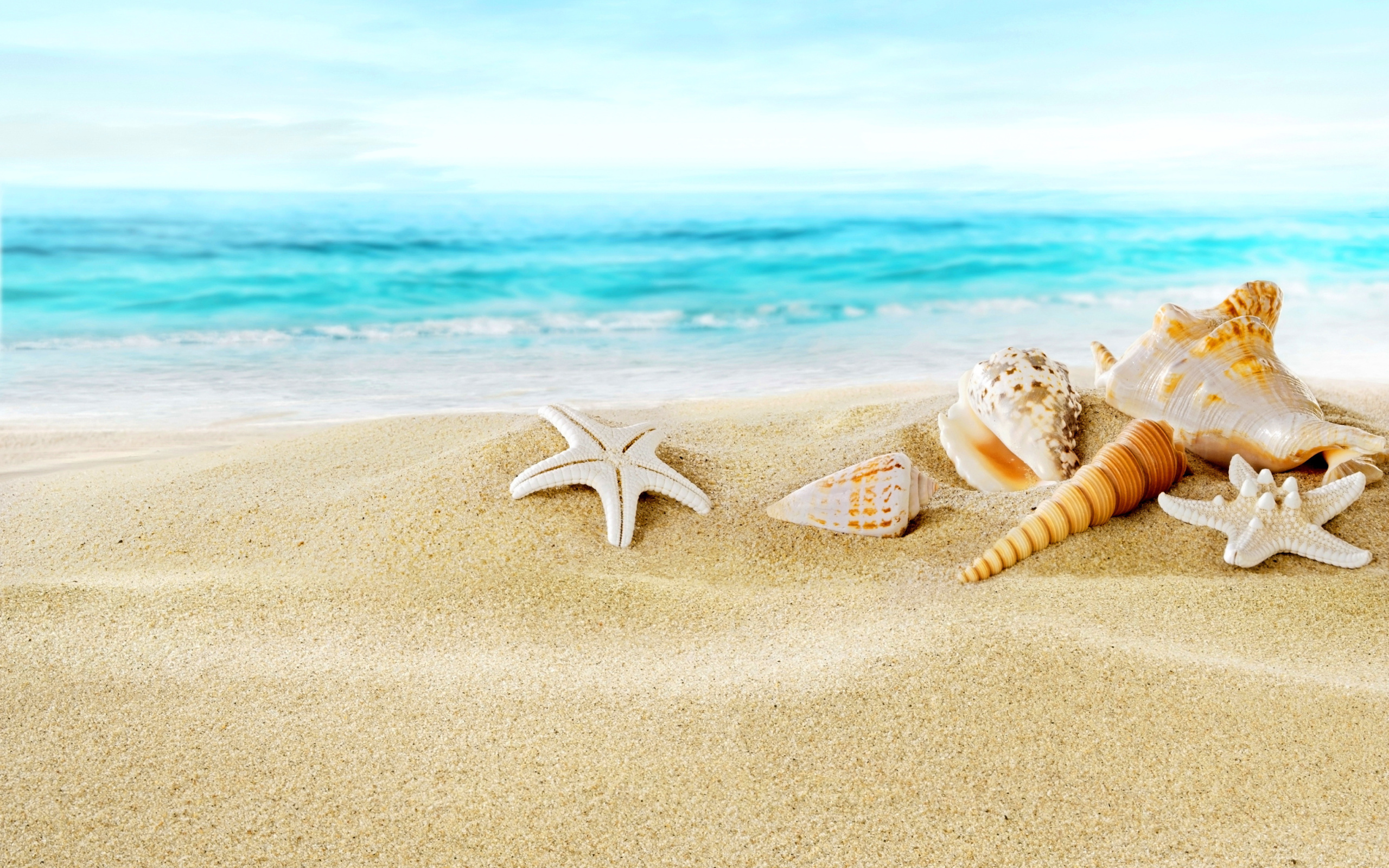 Обои Seashells on Sand Beach 2560x1600