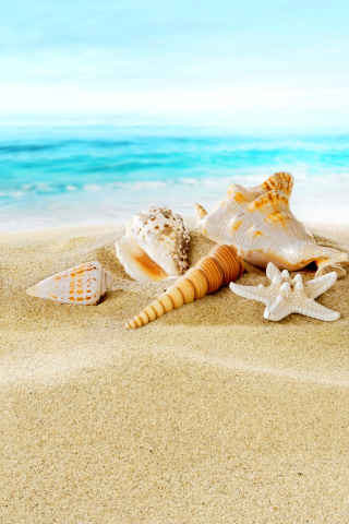 Sfondi Seashells on Sand Beach 320x480