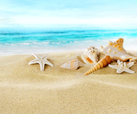 Обои Seashells on Sand Beach 480x400