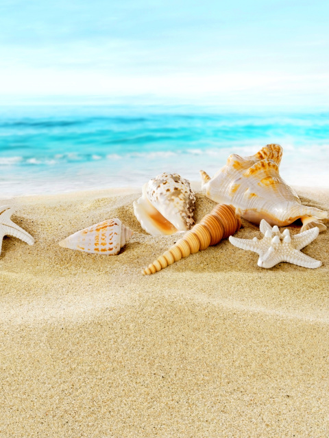 Seashells on Sand Beach wallpaper 480x640