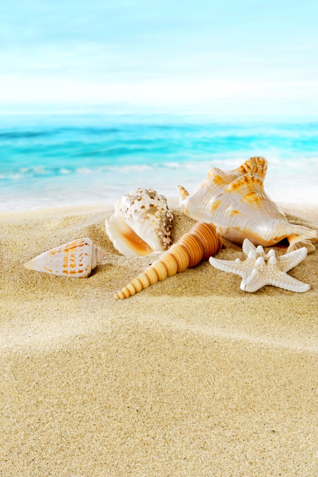 Обои Seashells on Sand Beach 640x960