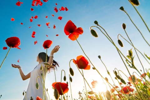 Обои Girl In Poppies 480x320