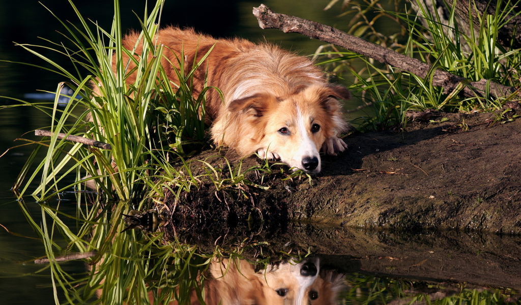 Обои Ginger Dog Resting By Lake 1024x600