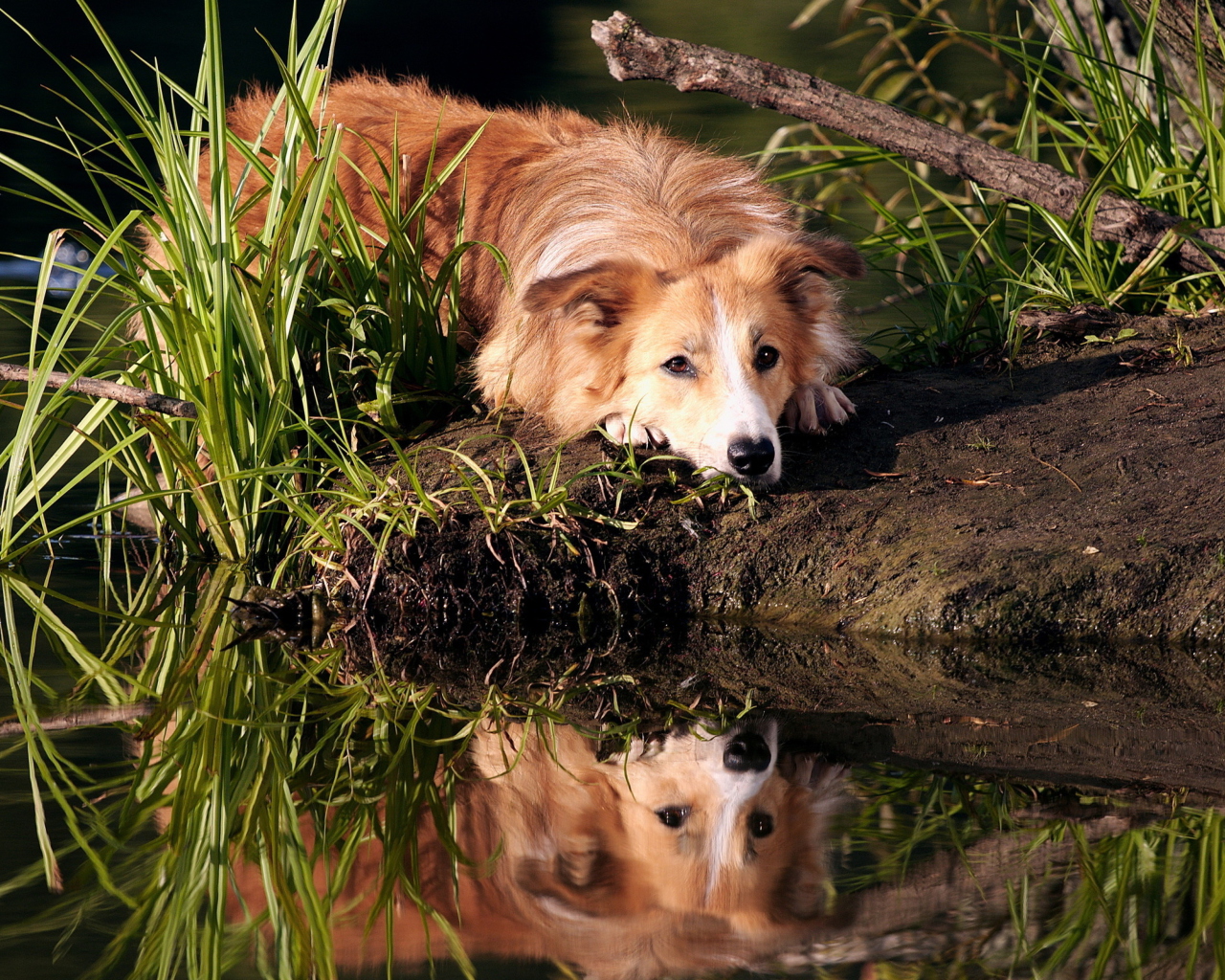 Das Ginger Dog Resting By Lake Wallpaper 1280x1024