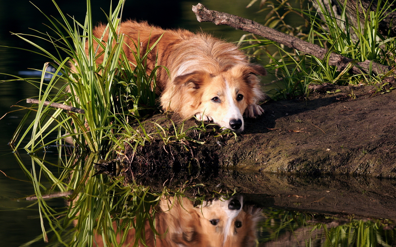 Обои Ginger Dog Resting By Lake 1680x1050