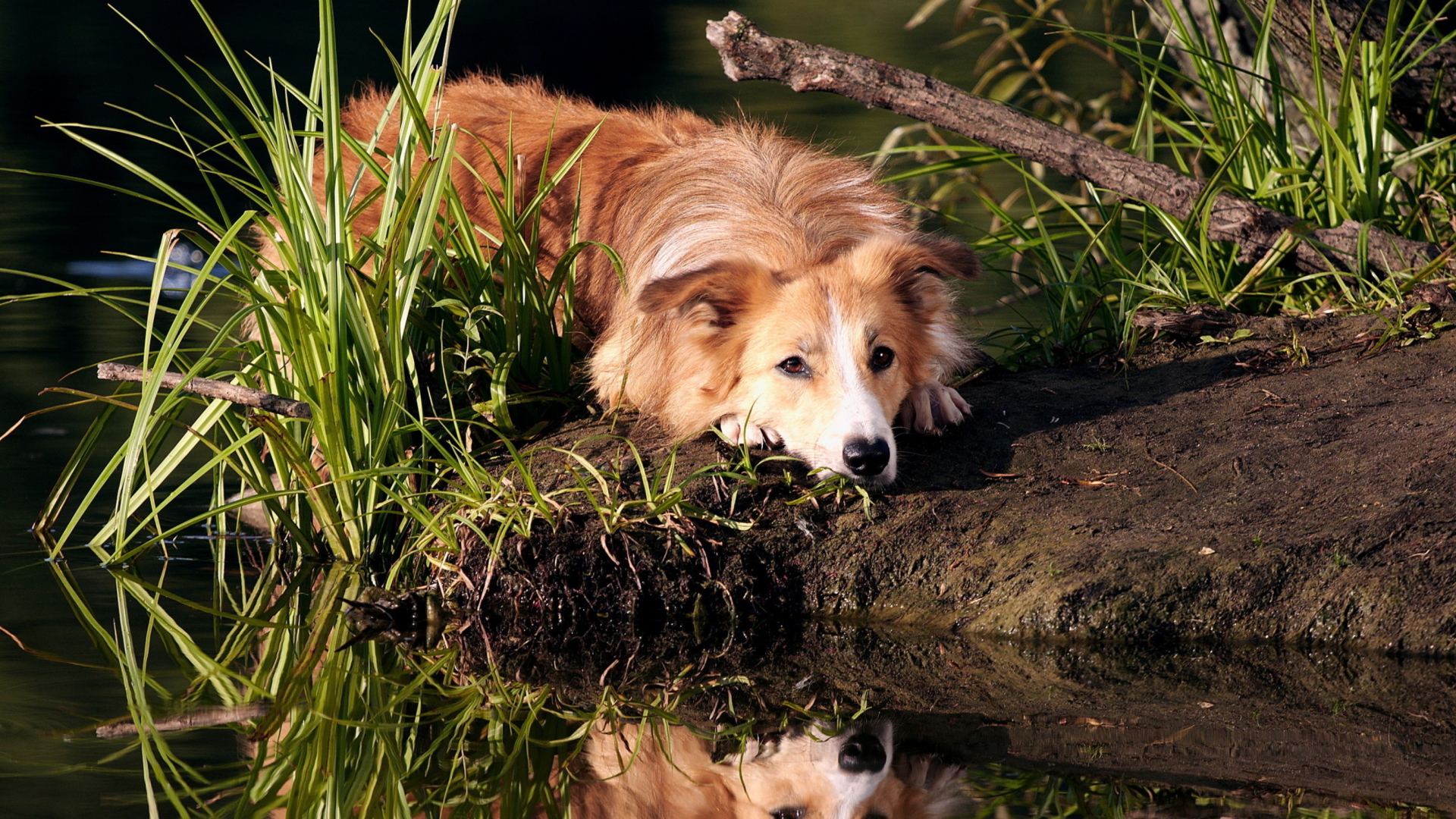 Das Ginger Dog Resting By Lake Wallpaper 1920x1080