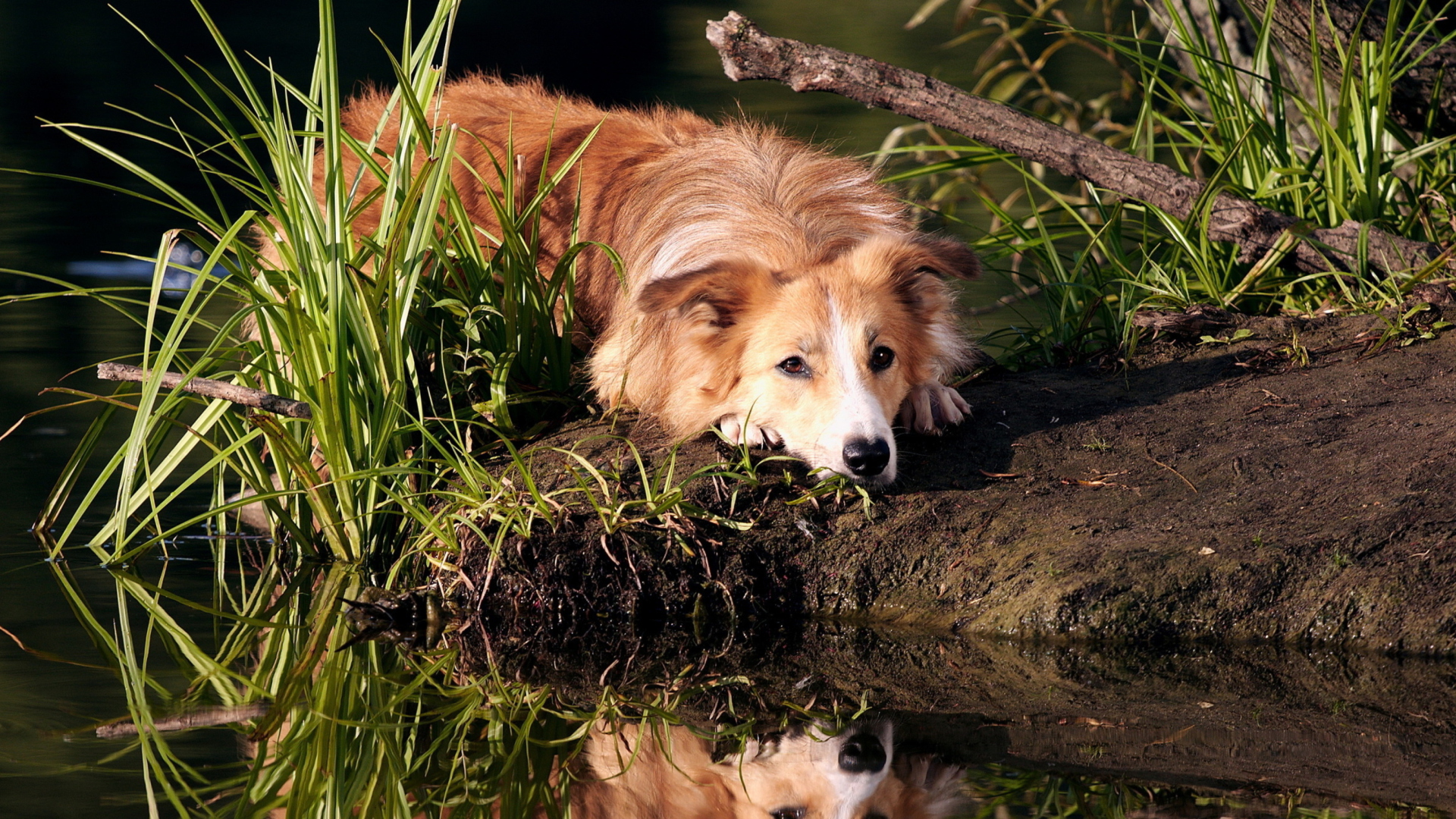 Ginger Dog Resting By Lake wallpaper 1920x1080