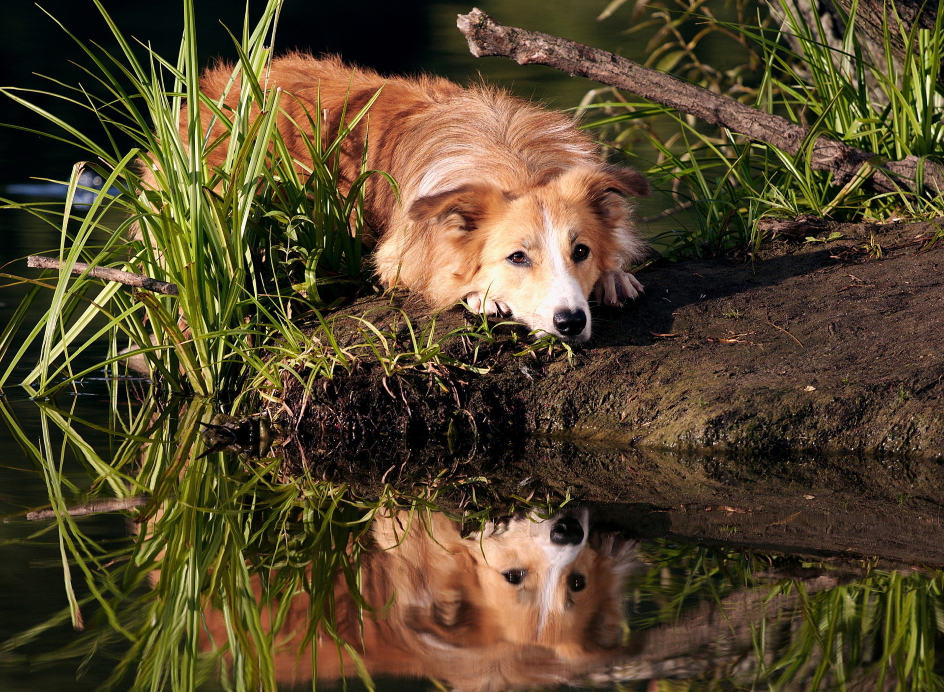 Обои Ginger Dog Resting By Lake 1920x1408
