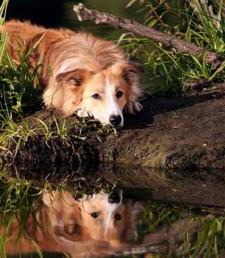 Ginger Dog Resting By Lake - Obrázkek zdarma pro Nokia Asha 503