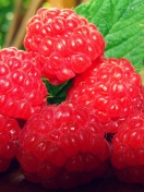 Raspberries wallpaper 132x176