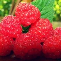 Raspberries screenshot #1 208x208