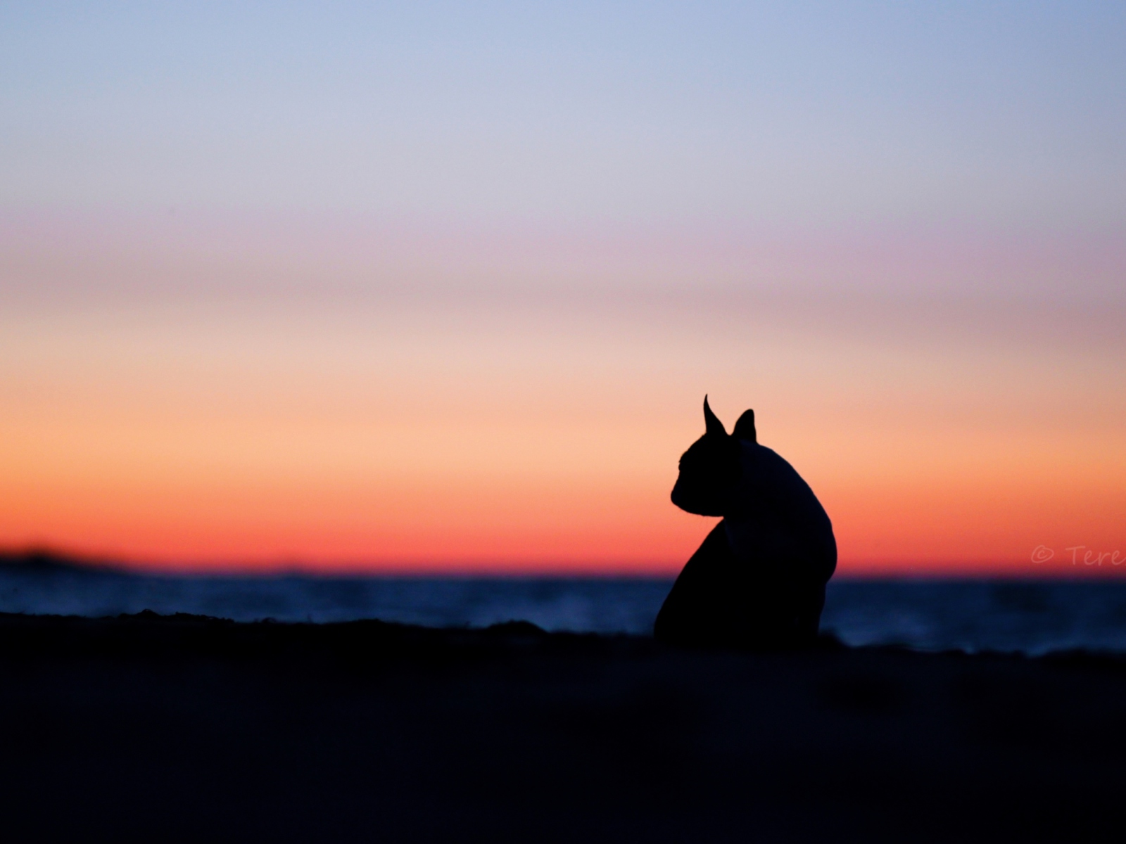 Fondo de pantalla Cat Silhouette 1600x1200