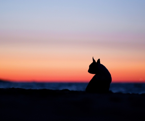 Cat Silhouette wallpaper 480x400