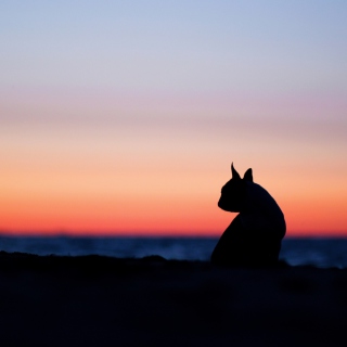 Cat Silhouette - Obrázkek zdarma pro 128x128