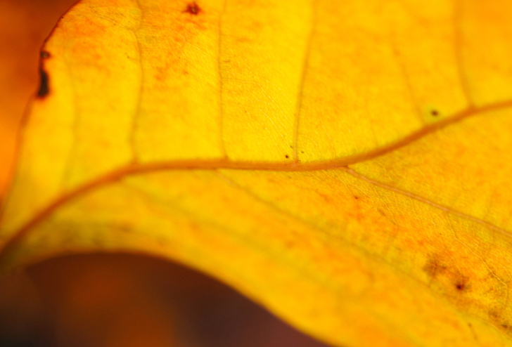 Fondo de pantalla Orange Leaf