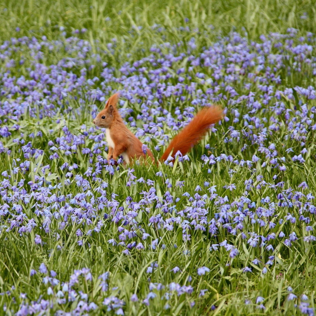 Sfondi Squirrel And Blue Flowers 1024x1024