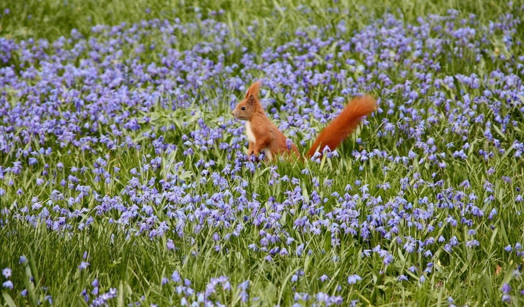 Screenshot №1 pro téma Squirrel And Blue Flowers 1024x600