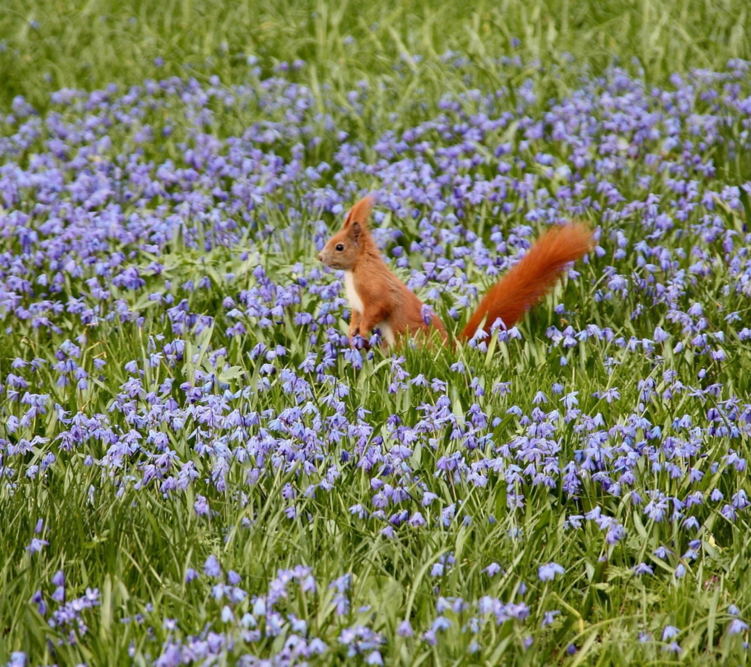 Sfondi Squirrel And Blue Flowers 1080x960