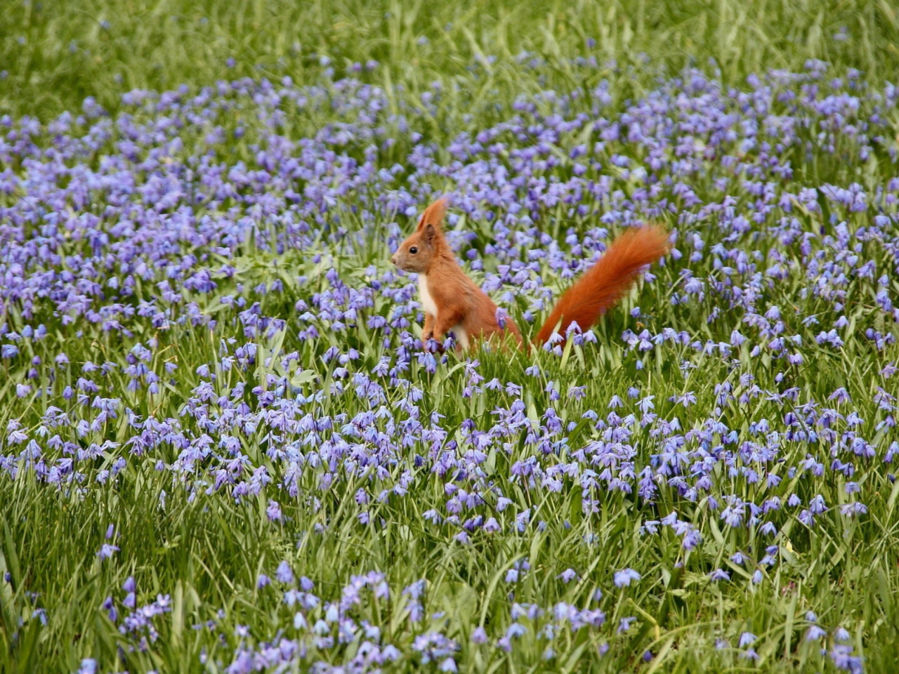 Squirrel And Blue Flowers wallpaper 1280x960