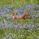 Sfondi Squirrel And Blue Flowers 128x128