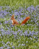 Обои Squirrel And Blue Flowers 128x160