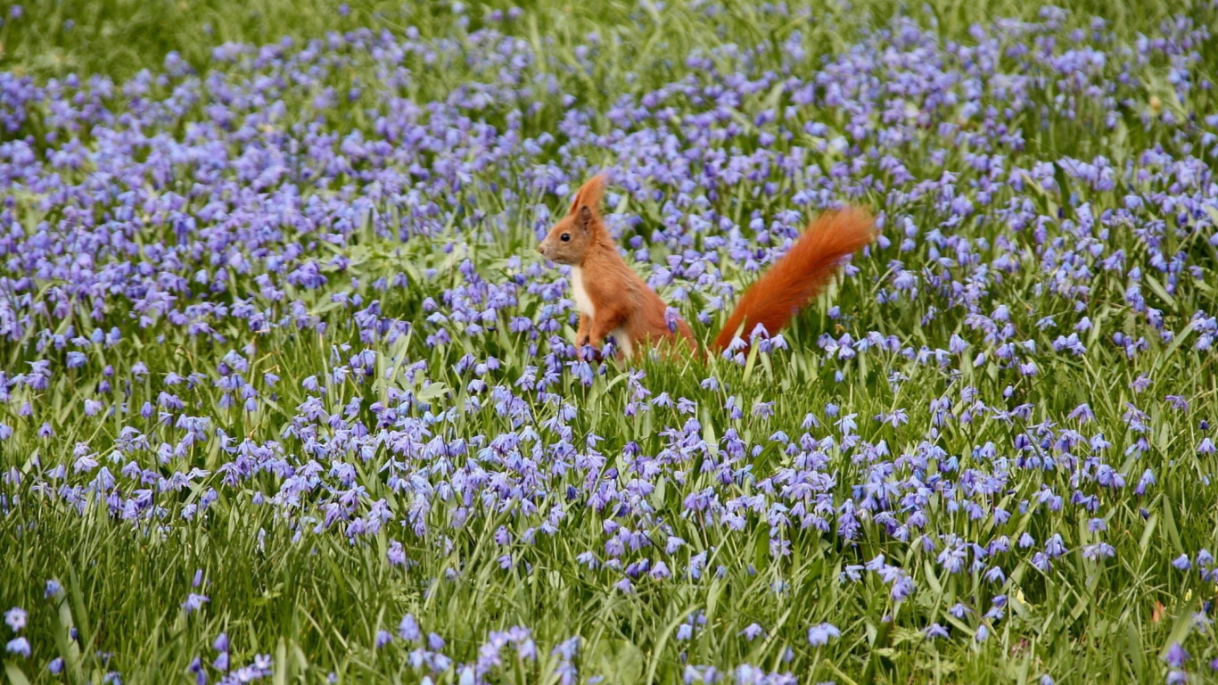 Das Squirrel And Blue Flowers Wallpaper 1366x768