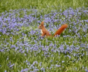 Squirrel And Blue Flowers wallpaper 176x144