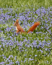 Squirrel And Blue Flowers wallpaper 176x220