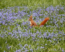 Fondo de pantalla Squirrel And Blue Flowers 220x176