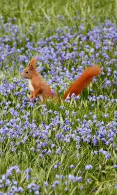 Обои Squirrel And Blue Flowers 240x400
