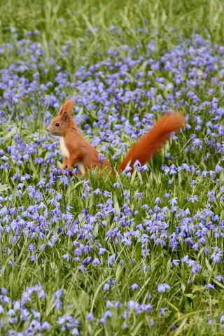 Обои Squirrel And Blue Flowers 320x480