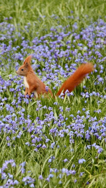 Squirrel And Blue Flowers wallpaper 360x640