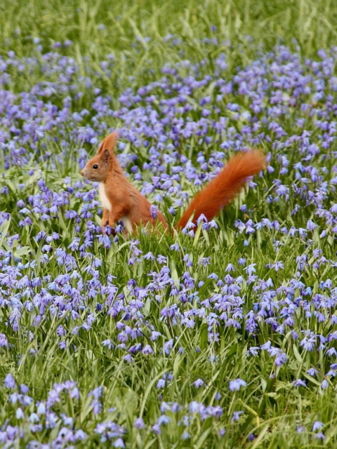 Squirrel And Blue Flowers wallpaper 480x640