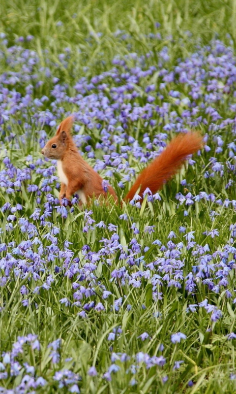 Squirrel And Blue Flowers wallpaper 480x800