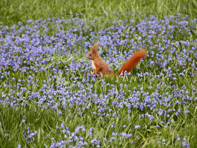 Das Squirrel And Blue Flowers Wallpaper 640x480