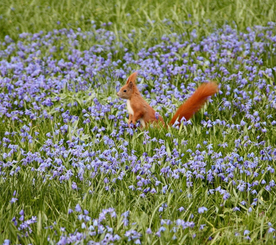 Squirrel And Blue Flowers wallpaper 960x854