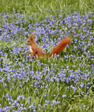 Squirrel And Blue Flowers - Obrázkek zdarma pro Nokia X3-02