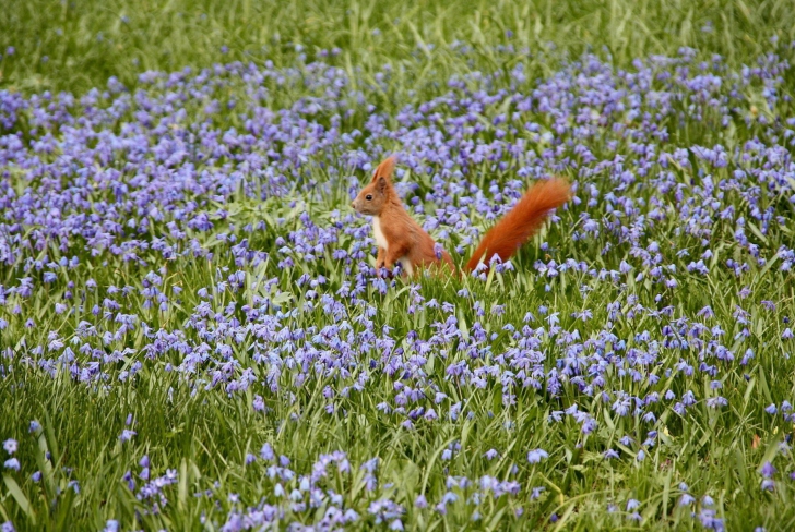 Sfondi Squirrel And Blue Flowers