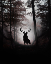 Das Deer In Dark Forest Wallpaper 176x220
