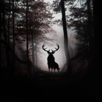 Das Deer In Dark Forest Wallpaper 208x208