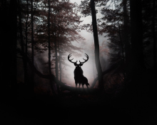 Обои Deer In Dark Forest 220x176