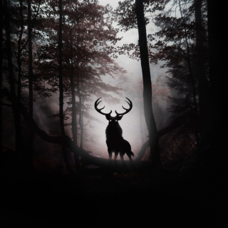 Deer In Dark Forest - Obrázkek zdarma pro iPad mini